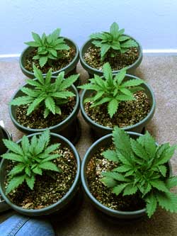 Example of growing marijuana plants in coco coir - it's so easy to succeed in this setup!