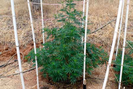 Example of an outdoor vegetative cannabis plant growing under a frame