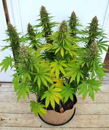 Example of a mid-sized outdoor marijuana plant with high quality buds