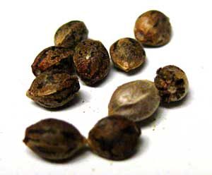 Example of viable cannabis seeds - even the pale one!