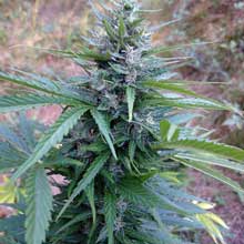 Example of a gorgeous blue-tinted weed cola growing outdoors