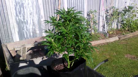Example of an outdoor cannabis plant from Australia