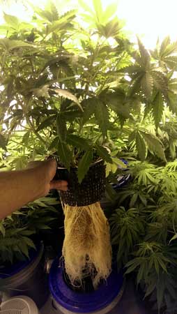 Example of a cannabis plant with amazing Hydroponic roots!