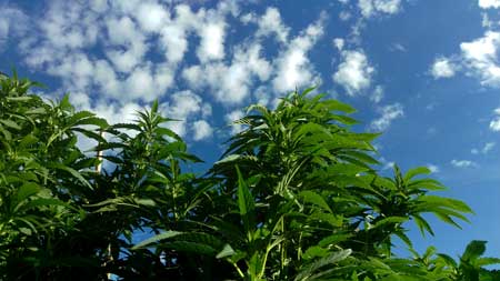 Example of beautiful outdoor cannabis plants looking up at the sky