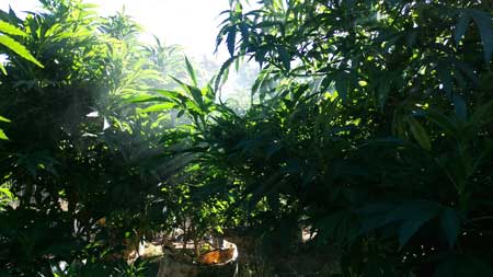 These idyllic cannabis plants love the outdoors :)