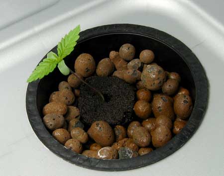 How to start weed seeds for hydroponics
