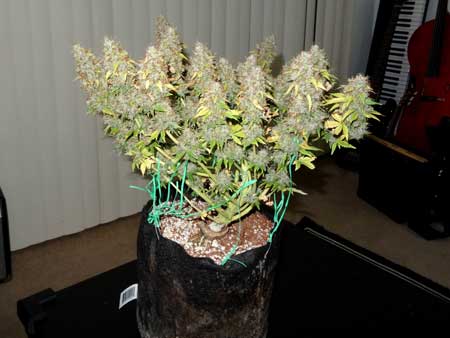 Example of an auto-flowering marijuana plant that was trained with LST but not topped - just before harvest