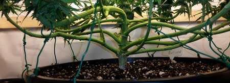 Example of a "manifold" that was made without any topping - just bending and LST