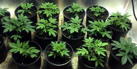 Example of starting many green young cannabis plants indoor, to prepare to be moved outdoor