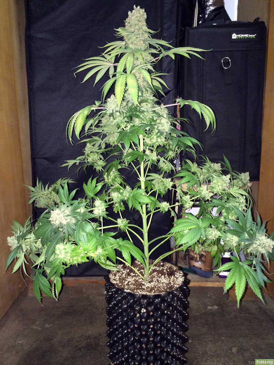 natural-untrained-christmas-tree-cannabis-in-air-pot-by-vultra-org.jpg