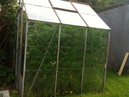 Example of a homemade outdoor greenhouse - most greenhouses can be converted for Light Deprivation without a lot of extra work