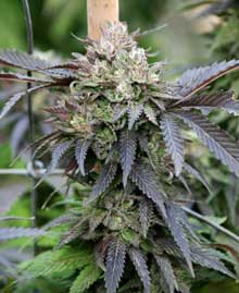 Growing two outdoor marijuana harvests a year not only increase bud quality, it can also increase overall yields for the year!