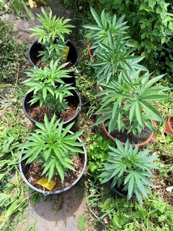 Example of month-old cannabis plants that were just put outside