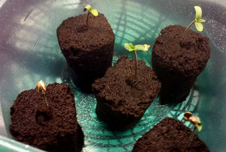 Example of cannabis seedlings growing in Rapid Rooters