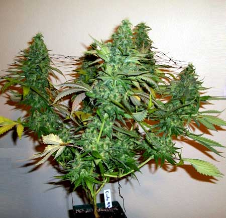 Trained cannabis plants like this one make better use of indoor grow lights than untrained plants