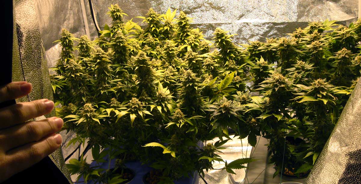 Why You Should Think Twice About Growing Marijuana Indoors