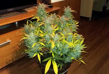 Example of an auto-flowering marijuana plant that is 80 days from germination, and ready to harvest!