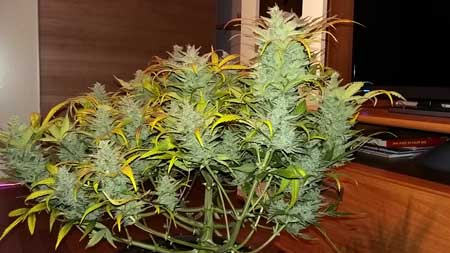 Example of a Super Skunk auto - this cannabis plant was only trained using LST and bending to keep it short and wide