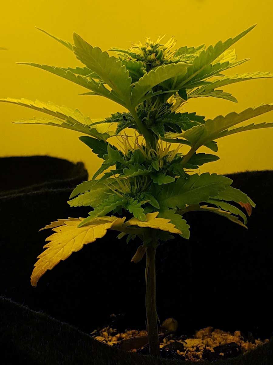auto flowering training for bigger yields grow weed easy can bud light