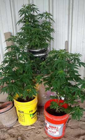 Example of beautiful healthy auto-flowering plants outdoors