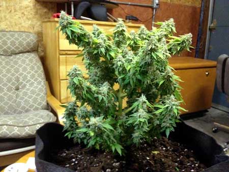 Example of a cannabis plant that was topped at the 8th node