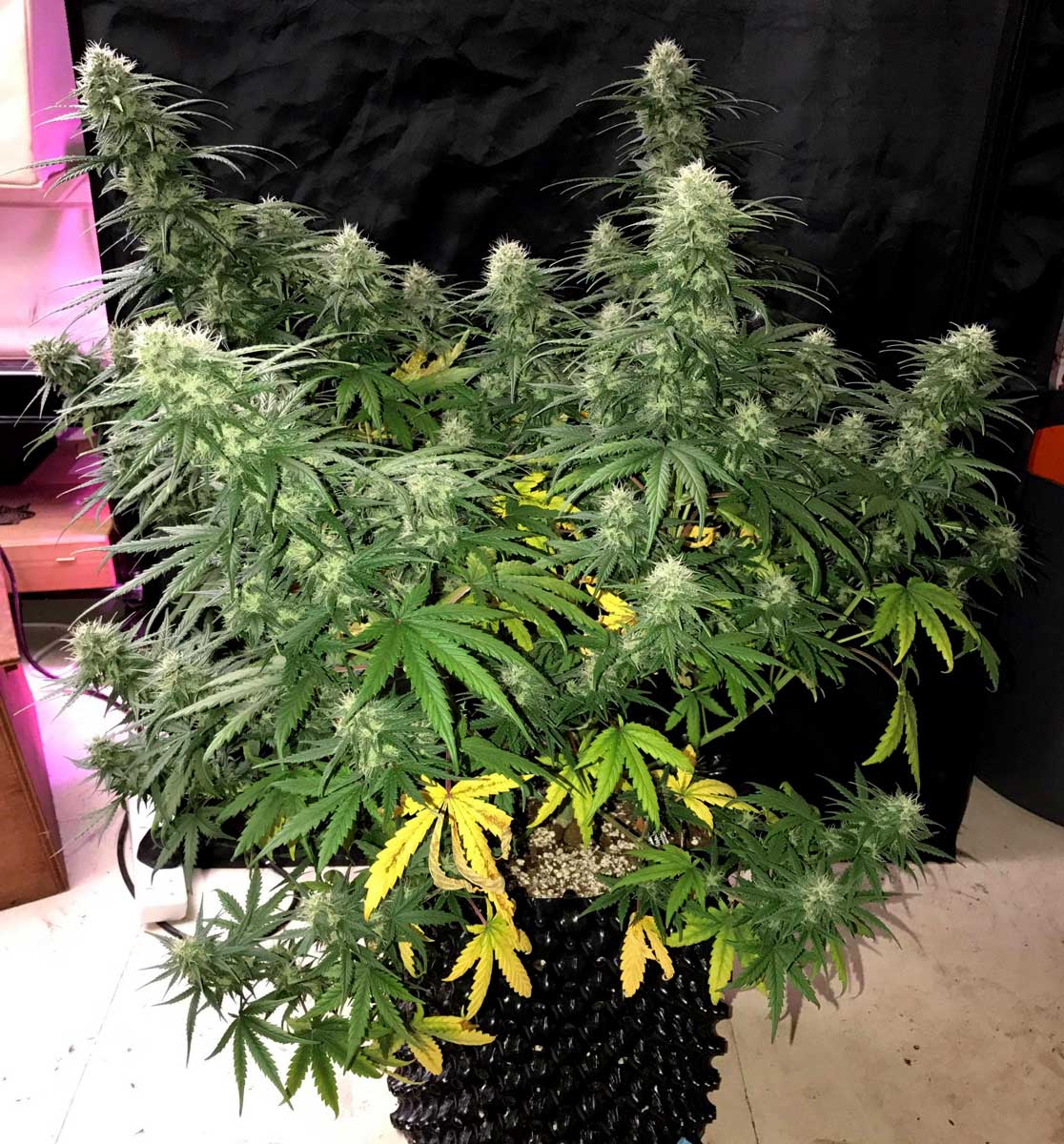 How to Train AutoFlowering Plants for Bigger Yields Grow Weed Easy