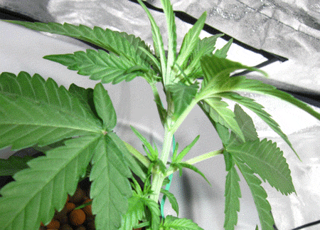 Topping Cannabis Guide: How to Top Your Plants