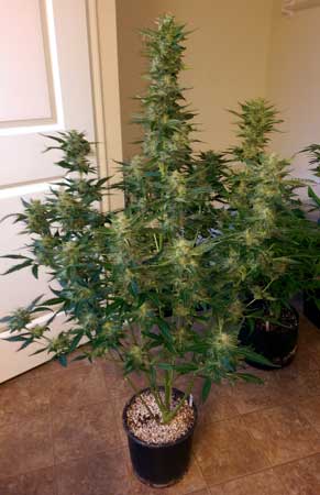 An untrained White Widow XXL auto just before harvest