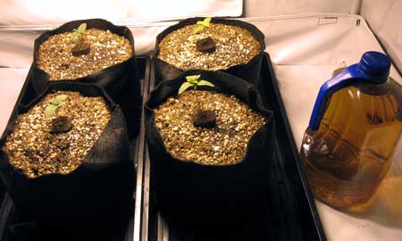 Example of cannabis seedlings growing in coco coir in smart pots