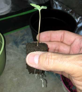 Example of a seedling in a Rapid Rooter that has shown its first cannabis roots!