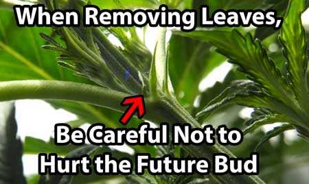 Be careful not to accidentally remove bud sites when defoliating a cannabis plant in the flowering stage. To prevent the problem with the plant above, avoid removing or damaging future bud sites, except for those at the very bottom. It's easy to accidentally damage bud sites when they're just tiny pre-flowers like this one, so be extra careful when removing leaves if you're not also trying to stop the bud from growing.