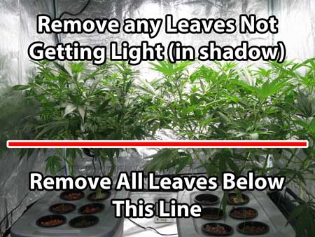 Remove all the leaves below the line on these marijuana plants (lollipop them). Cannabis growers call the technique "lollipopping" because you're making the bottom bare like a lollipop stick :) But keep in mind that removing too many bud sites can hurt your yields. When in doubt, it's better to remove too little and come back to it later. You can always take more leaves, but you can't put them back!