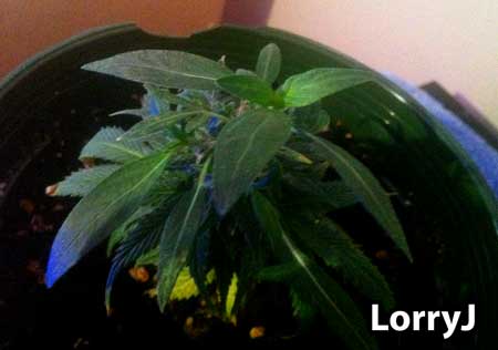 Example of a monstercropped cannabis clone that has come from a flowering plant and is being allowed to re-veg