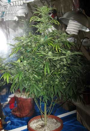 Example of a marijuana plant that was lollipopped during the flowering stage to help top buds grow bigger, and avoid the plant wasting energy on the bottom buds. Soon after the cannabis plant started making buds, the grower noticed the bottom buds weren't getting any light, and as a result, they weren't getting bigger. In order to help the plant focus on the top buds, the grower removed all the lower bud sites and leaves ("lollipopped the cannabis plant").