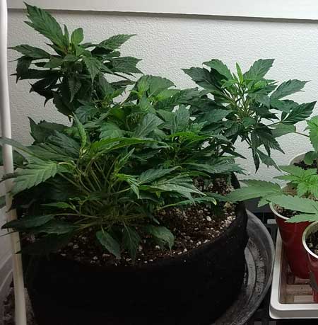 Example of a re-vegged marijuana plant getting bushy from being monstercropped