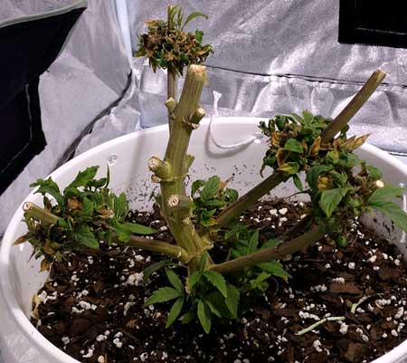 Example of a plant that was harvested, and is being encouraged to re-veg