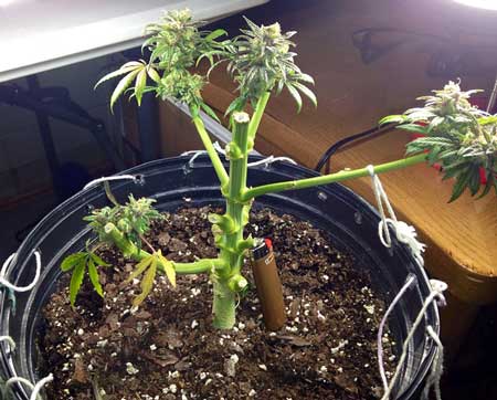 Example of a plant that was just harvested, and is going to be allowed to re-veg