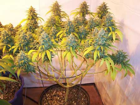 Example of a cannabis plant that was lollipopped two heavily before the switch to the flowering stage, resulting in reduced yields. This grower stripped all the bud sites from the bottom of the plant while lollipopping, resulting in shortened colas. I've done this, too! His yield would have been bigger if he'd allowed those bud sites to continue further down on each stem.