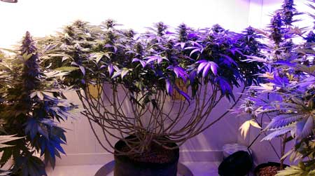 Example of a mosntercropped marijuana plant not long before harvest