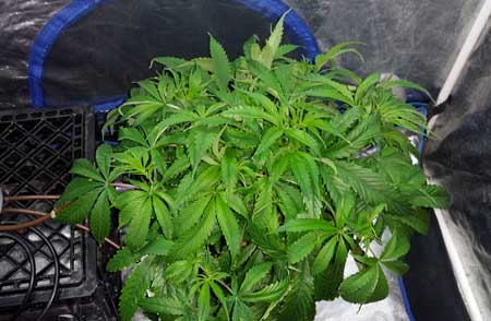 Example of a monstercropped marijuana clone - the technique results in fast, bushy growth