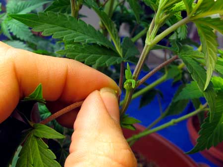 Example of removing a cannabis leaf - when defoliating, always avoid damaging the growth tip and the bud site!