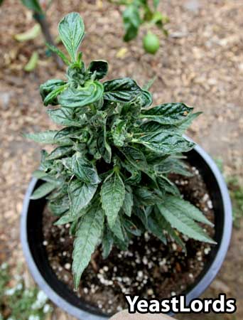 Example of an unhappy cannabis plant in the process of being re-vegged