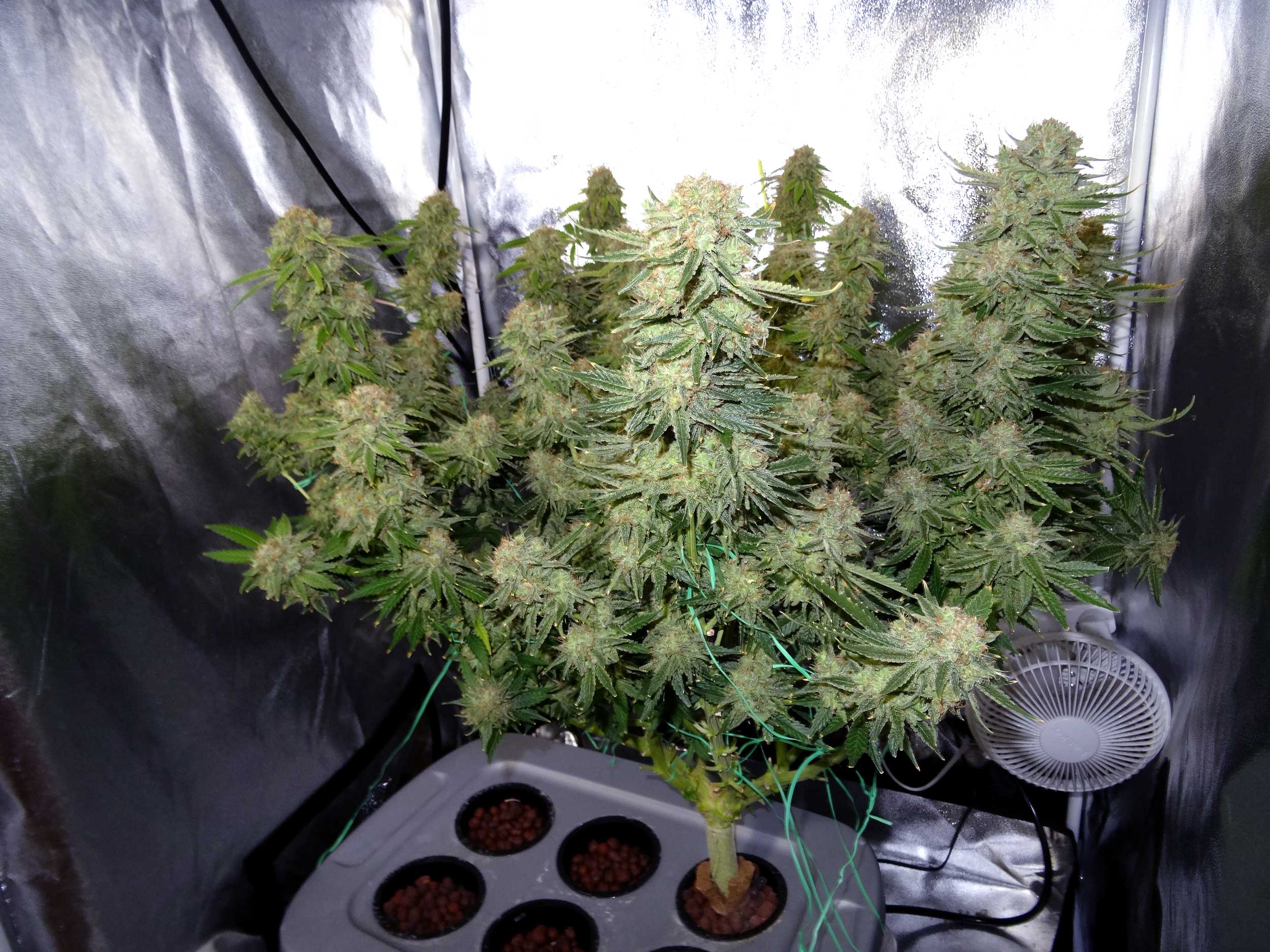 Why You Should Think Twice About Growing Marijuana Indoors