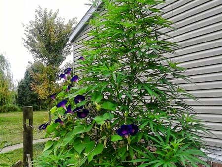 Example of great cannabis camoflage for stealthy outdoor growing.