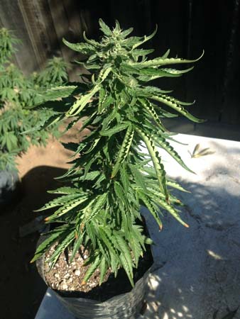 Example of a heat-stressed outdoor cannabis plant that is getting a little stressed in the midst of a heat wave.