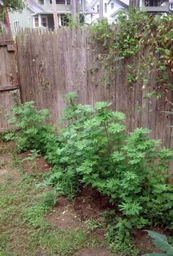 Example of a cannabis grower cutting off the tips of leaves in order to add stealth and make plants look less like cannabis