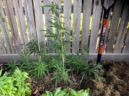 Example of a cute cannabis plant next to a fence in someone's yard