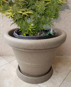 Example of a cannabis plant in a pot, inside an even bigger container - to help keep marijuana roots cool! If you can maintain a happy root temperature, plants become much more resistant to other problems. For example, some growers will put a pot inside of another pot to help shield the plant roots from temperature fluctuations. This can be especially helpful outdoors when the temperature can change dramatically, and/or the sun can beam on the side of plant pots and cook roots.