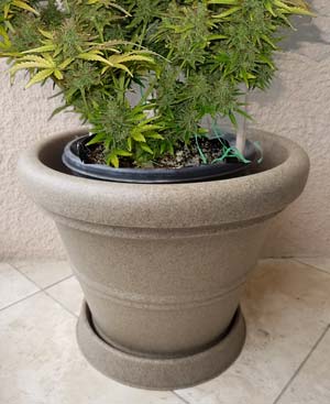 Example of a cannabis plant in a pot, inside an even bigger container - to help keep marijuana roots cool!