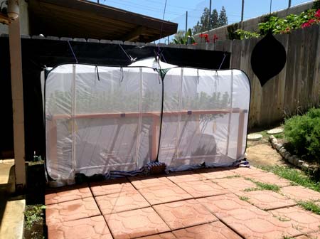 Example of a homemade "greenhouse" for outdoor marijuana plants